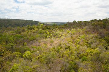 Image showing Rainforest in Ankarafantsika park, Madagascar