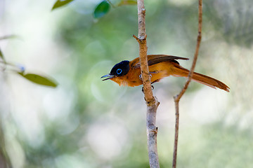 Image showing beautiful Madagascar bird Paradise-flycatcher