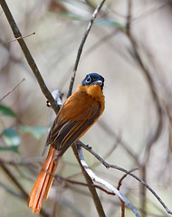 Image showing beautiful Madagascar bird Paradise-flycatcher