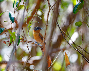 Image showing beautiful Madagascar bird Paradise-flycatcher