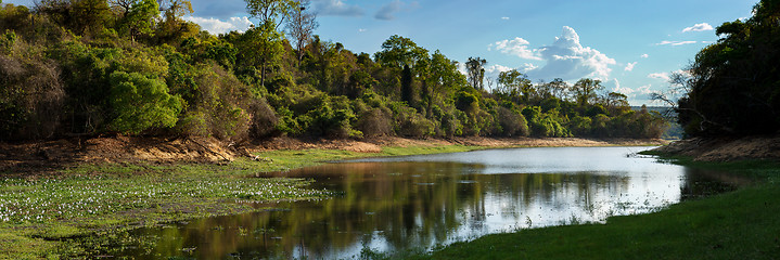 Image showing Rainforest in Ankarafantsika park, Madagascar