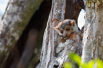 Image showing Ankarana sportive lemur, Madagascar