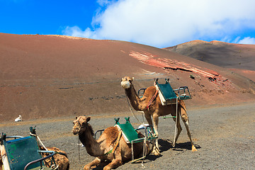 Image showing Camels in Timanfaya National Park on Lanzarote.