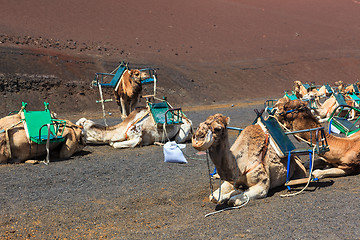 Image showing Camels in Timanfaya National Park on Lanzarote.