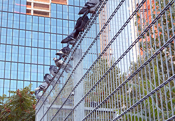 Image showing Nine pigeons roosting on a metal security fence