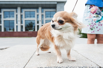 Image showing chihuahua walking in the city