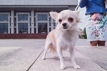 Image showing chihuahua walking in the city