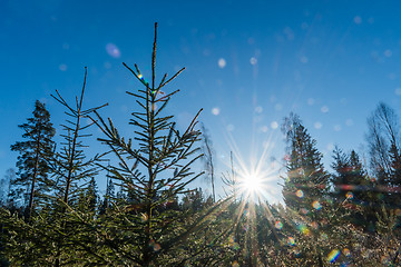 Image showing Spruce plants under a blue sky