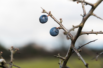 Image showing Blackthorn berries close up