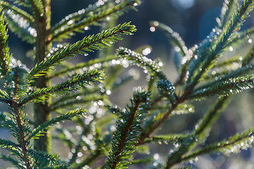 Image showing Spruce twigs with glittering dew drops