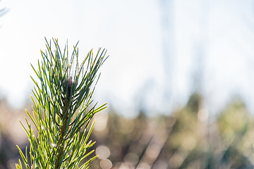 Image showing Bright pine tree twig