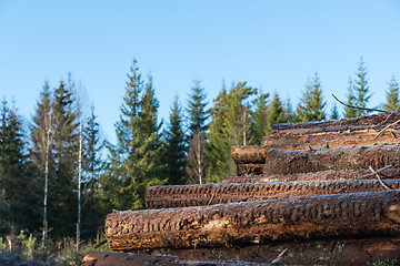 Image showing Pulpwood woodpile in a forest