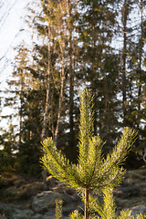 Image showing Sunlit young pine tree top