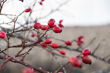 Image showing Ripe rosehips close up