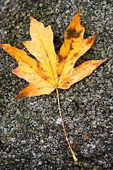 Image showing Fall leaf