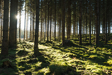 Image showing Backlit mossy forest