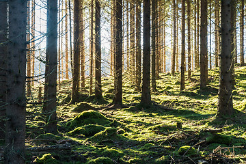 Image showing Bright mossy forest