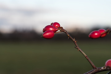 Image showing Red ripe rosehips