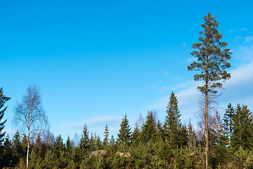 Image showing Pine tree plantation