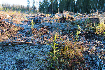 Image showing Reforestation with spruce seedlings