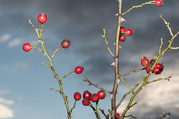 Image showing Ripe rosehips on twigs