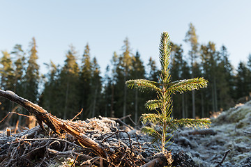 Image showing Newly planted spruce seedling