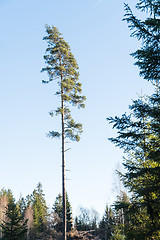 Image showing Single tall pine tree