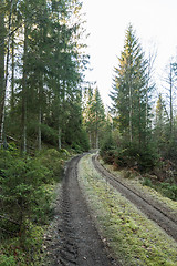 Image showing Mossy country road in a forest