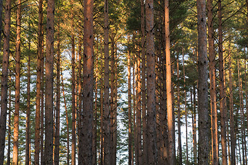 Image showing Pine tree trunks pattern