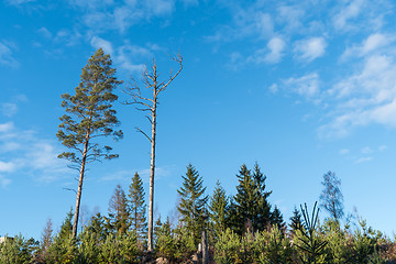 Image showing Pine tree generations