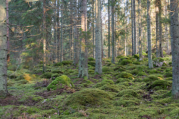 Image showing Green mossy coniferous forest