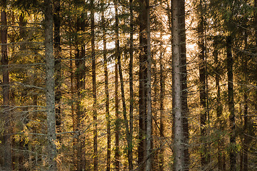 Image showing Coniferous forest with orange sunshine