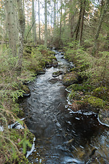 Image showing Streamimg water in an unspoiled forest