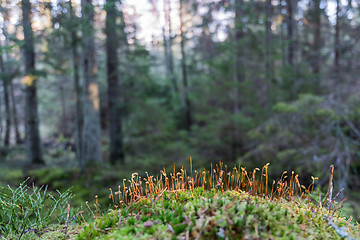 Image showing Moss seeds closeup