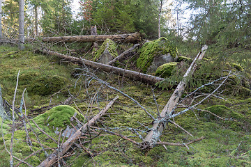 Image showing Old untouched forest