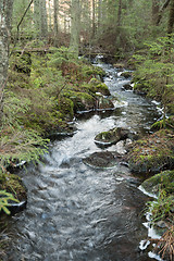 Image showing Unspoiled forest with a small creek