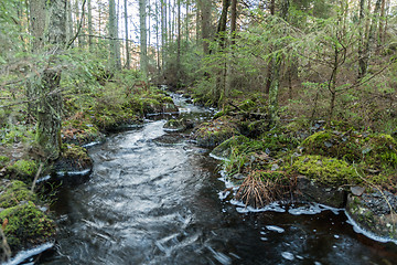 Image showing Streaming water in an untouched forest