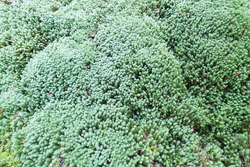 Image showing Green moss closeup background