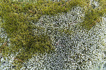 Image showing Moss background in green and white