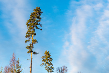 Image showing Tall pine trees by a blue sky