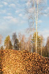 Image showing Sunlit pulpwoodpile in a forest