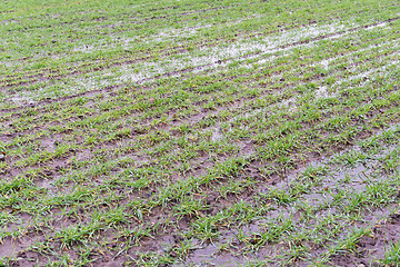 Image showing Flooded grain field