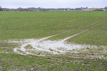 Image showing Wet grain field