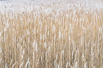 Image showing Dry reeds background