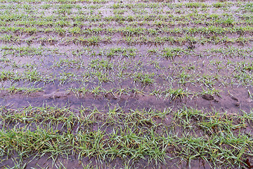 Image showing Farmers wet green grain field