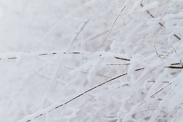 Image showing Branches in snow