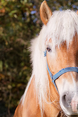 Image showing Portrait of a brown horse