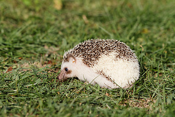 Image showing  African white- bellied hedgehog 