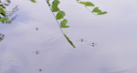 Image showing Gerridae on the water surface