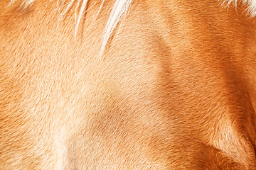 Image showing Brown horse fur background